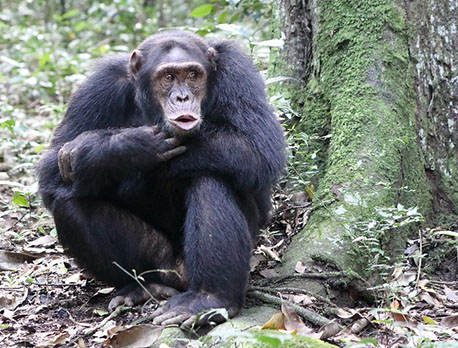 Chimpanzees of Uganda in Kibale Forest