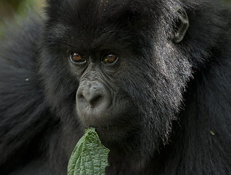 Uganda Gorillas in Bwindi Forest Park