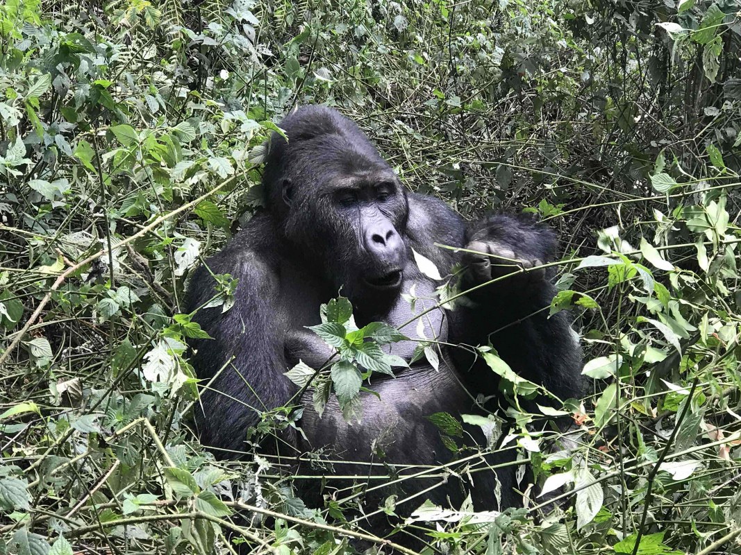 Gorilla safaris in Congo
