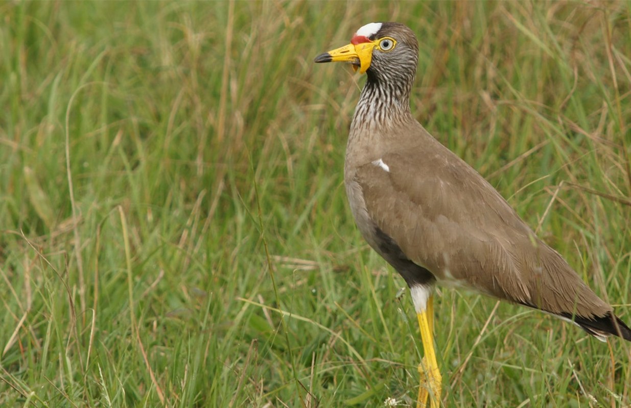 best time to visit Uganda