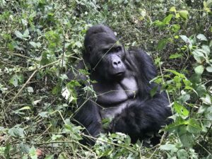 6 Days Congo Primate & Adventure Safari