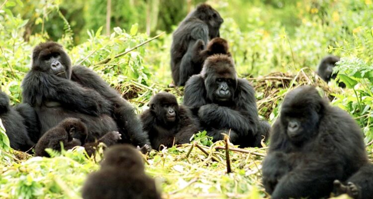 12 Days Uganda Gorilla, Wildlife Chimpanzee & Culture Safari