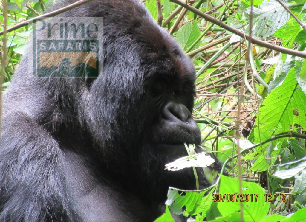 18 Days Rwanda Uganda Safari