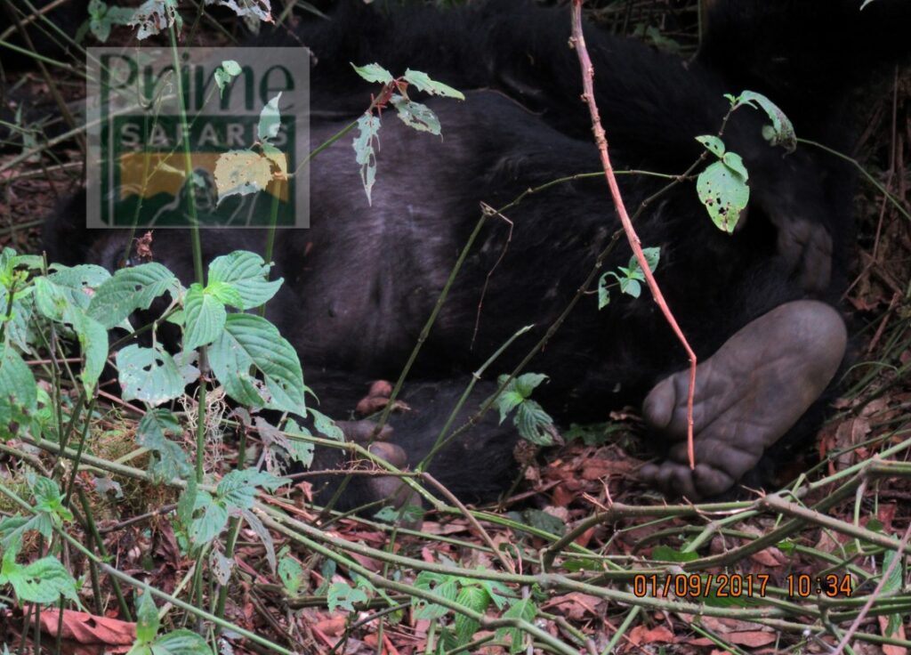 6 days Rwanda Gorilla Safari