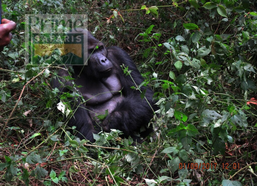 3 days Rwanda Uganda Gorilla Safari