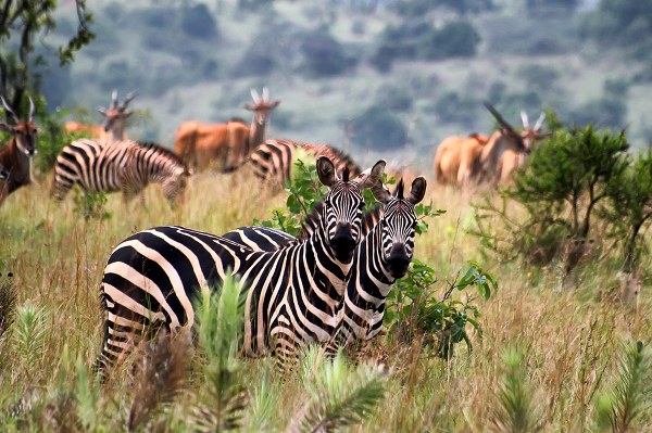 Rwanda National parks