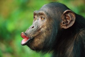 5 Days Rwanda Chimpanzee Safari