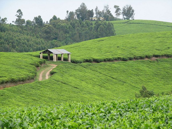 Mpanga Tea estate cycling