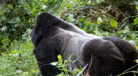Gorilla trekking Uganda safaris