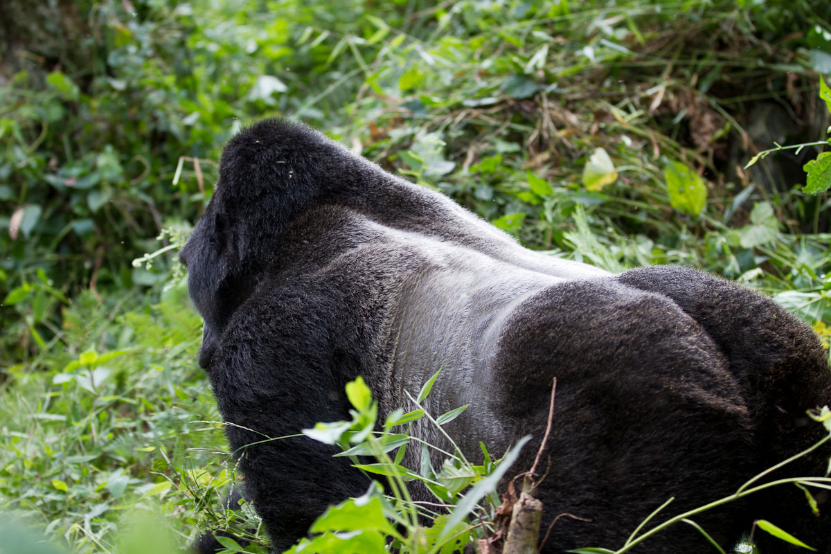 Gorilla trekking Uganda safaris