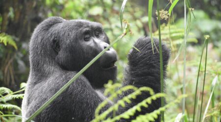 3 Days Uganda Gorilla Safari to Bwindi Impenetrable Park