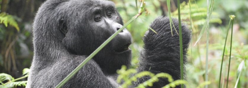 3 Days Uganda Gorilla Safari to Bwindi Impenetrable Park