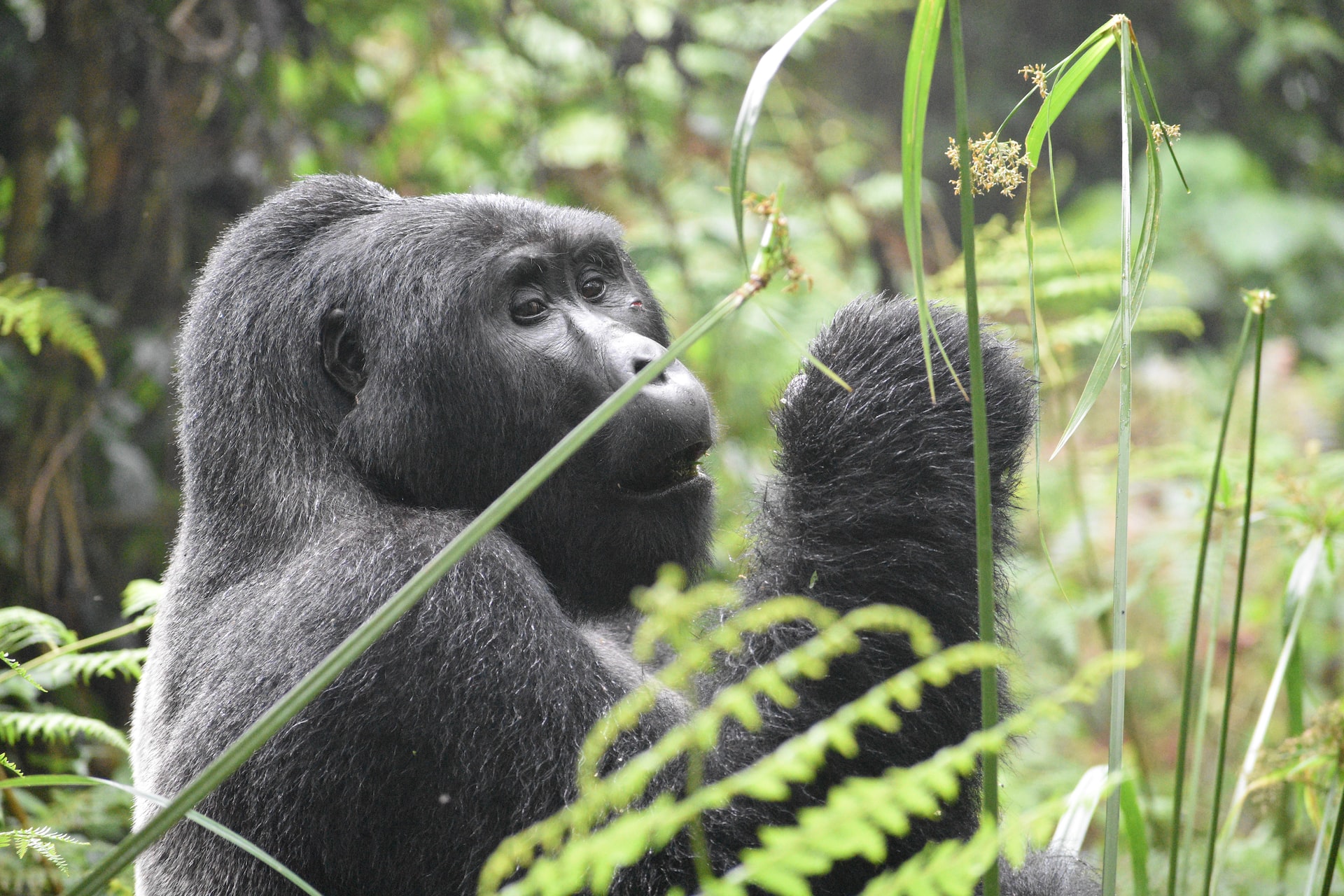 3 Days Uganda Gorilla Safari to Bwindi Impenetrable Park