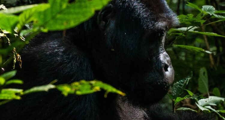 3 days Rwanda Gorilla Trekking Safari
