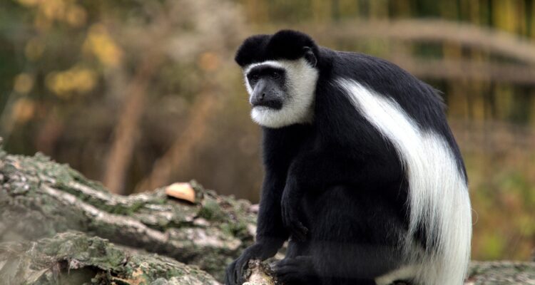 6 Days Rwanda Primate & Cultural Safari Tour