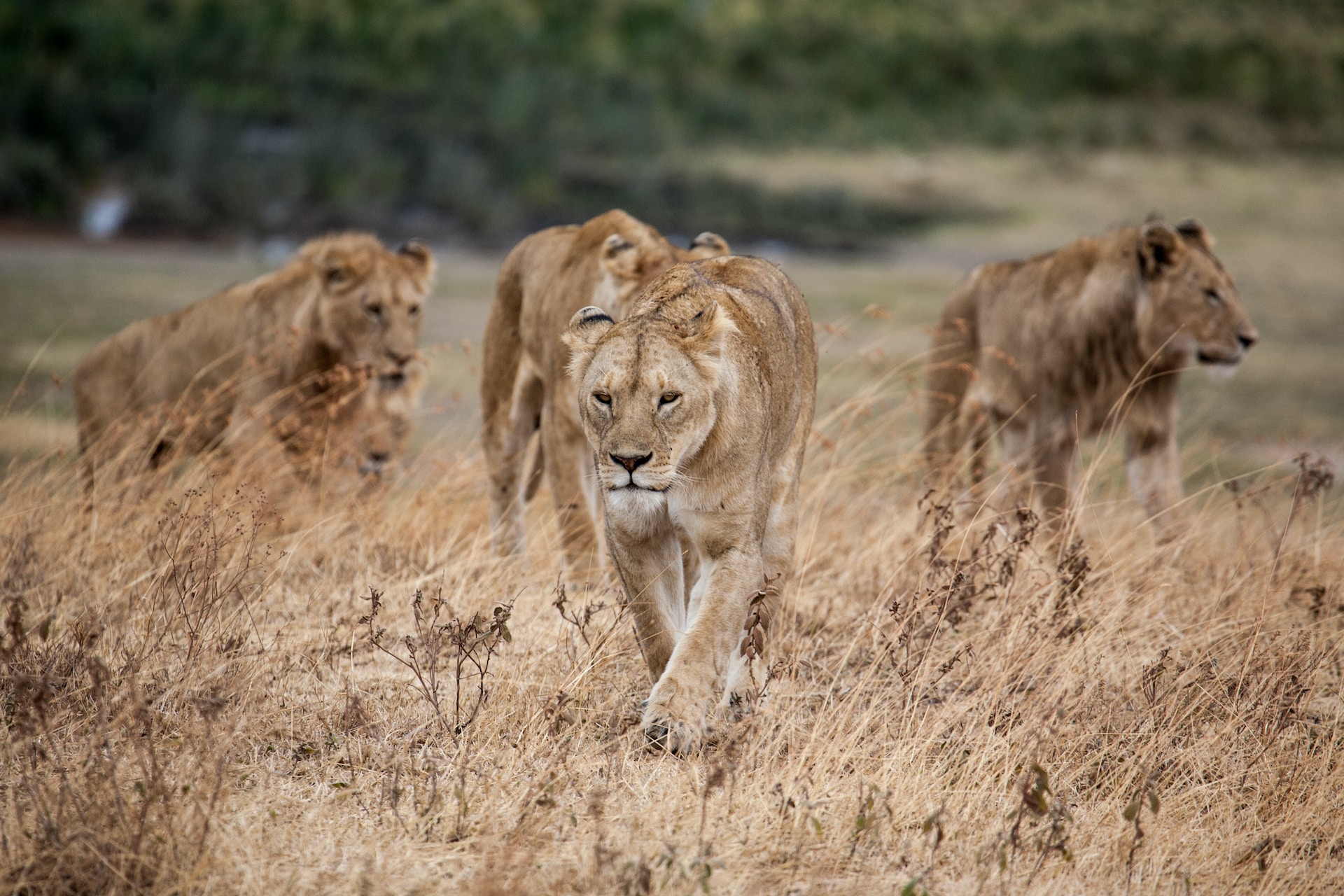 Rwanda & Tanzania Safaris