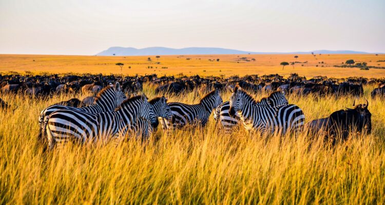 Serengeti National Park Tanzania