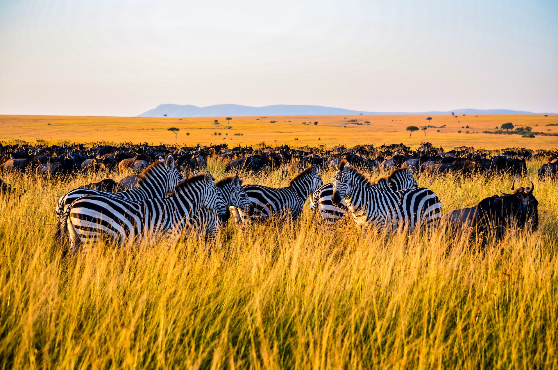Rwanda & Tanzania Safaris