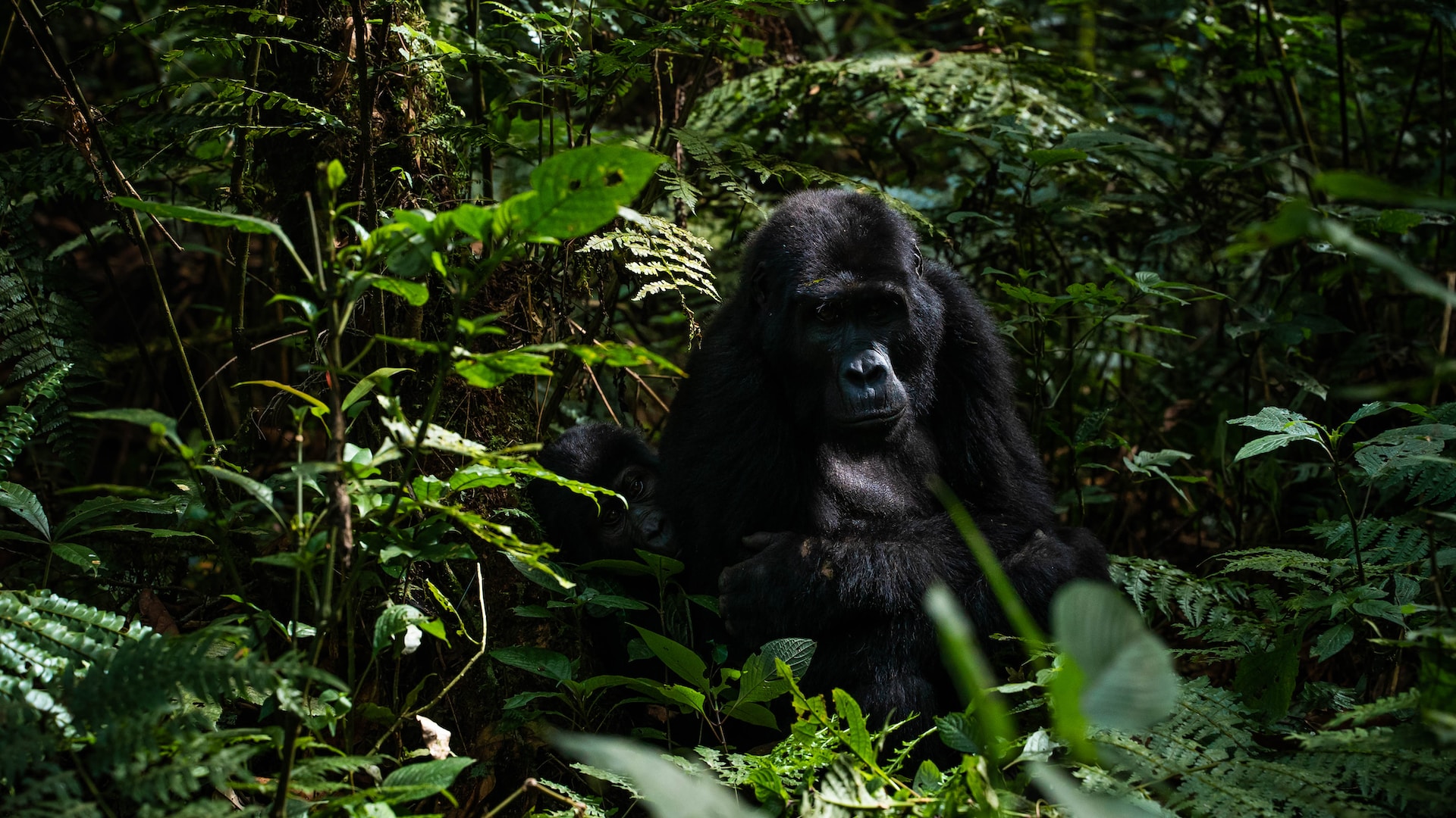 Congo gorilla safaris & Tours