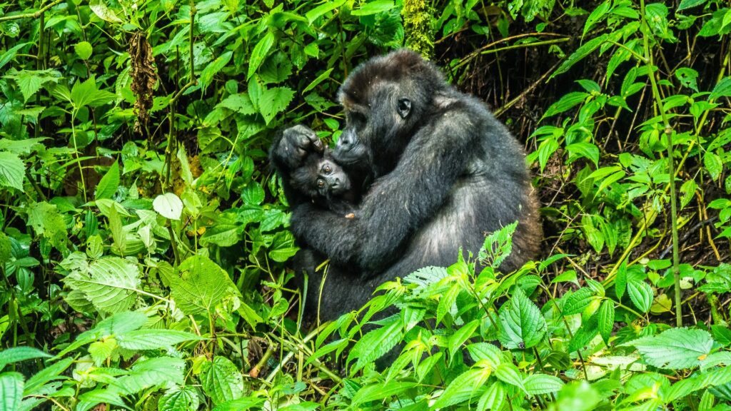 12 Days Uganda Congo Safari