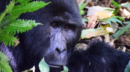 12 Days Uganda Congo Safari Congo tour