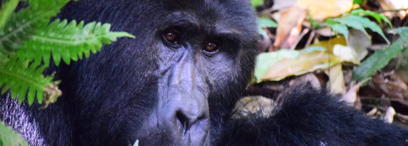 12 Days Uganda Congo Safari Congo tour
