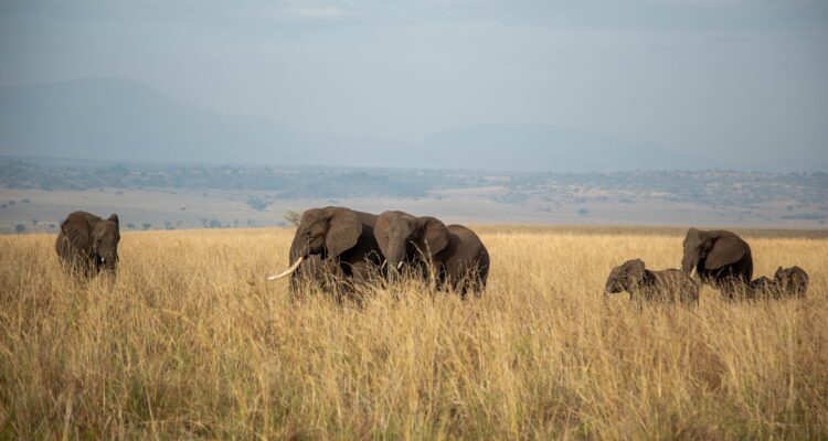 4 Days Uganda Wildlife Safari to Kidepo National Park