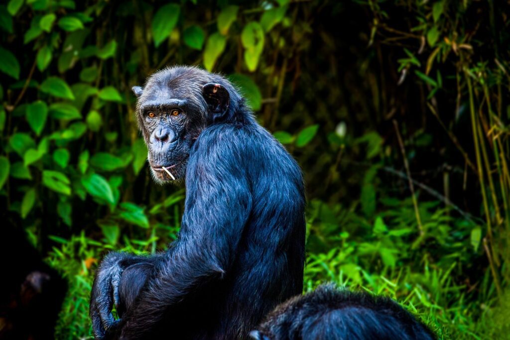 5 Day Rwanda Congo gorilla safari Rwanda chimpanzee trekking tour Congo