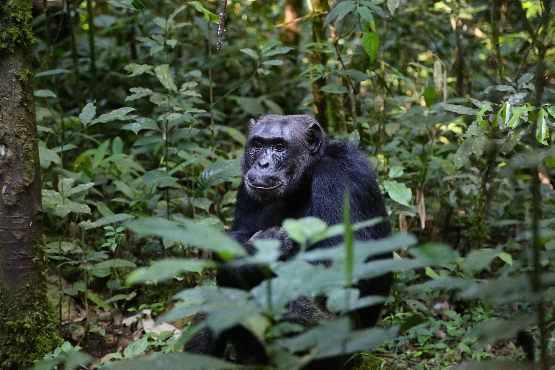 Rwanda Uganda Safaris and Tours