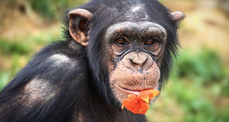 5 Days Rwanda Congo Gorilla Safari & Chimpanzee Tour