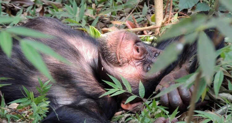 6 Days Uganda Gorilla Safari, Chimp & Wildlife Tour