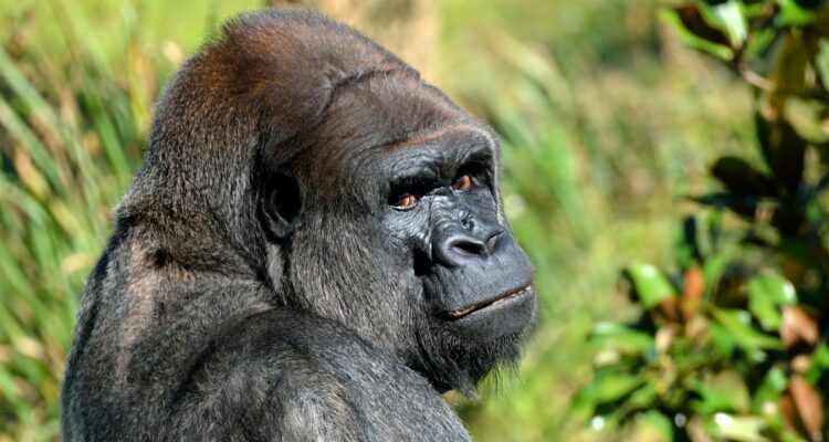 9 Days Rwanda Congo Primate, Wildlife & Adventure Safari