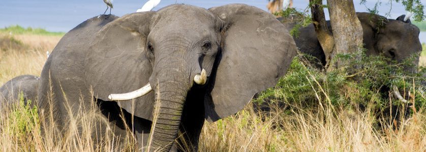 Uganda Holiday Types