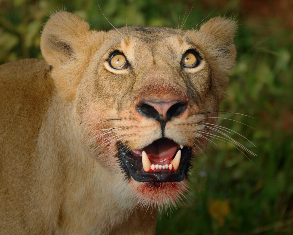 Uganda Wildlife Safaris