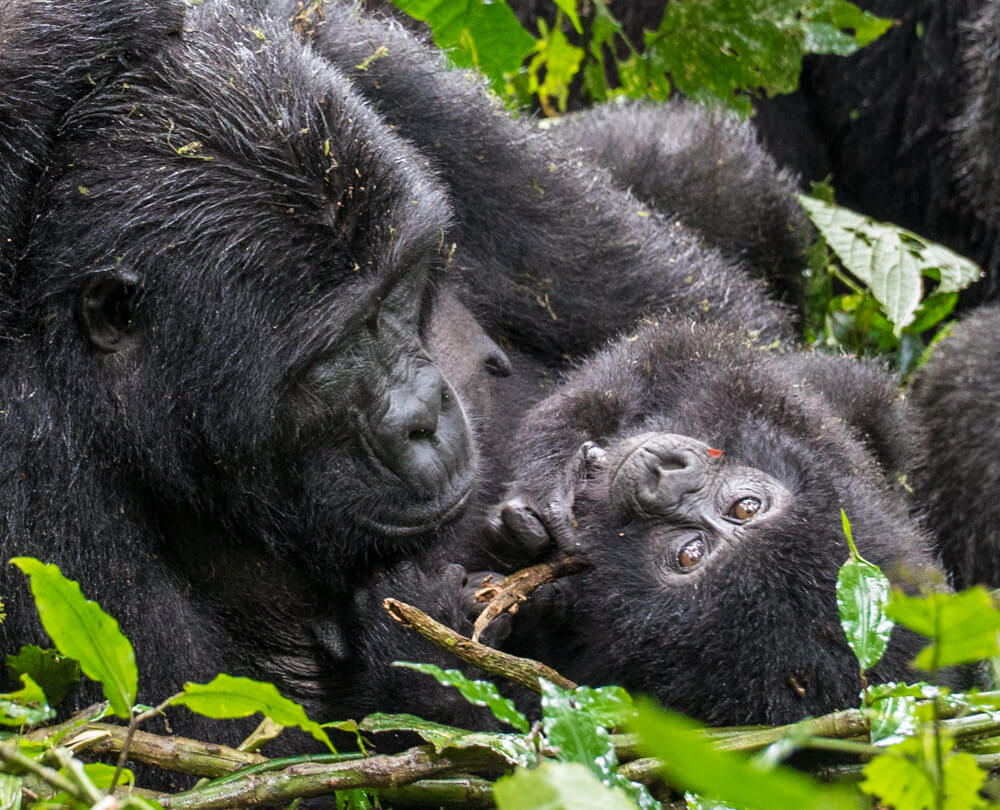 Rwanda Gorilla Trekking