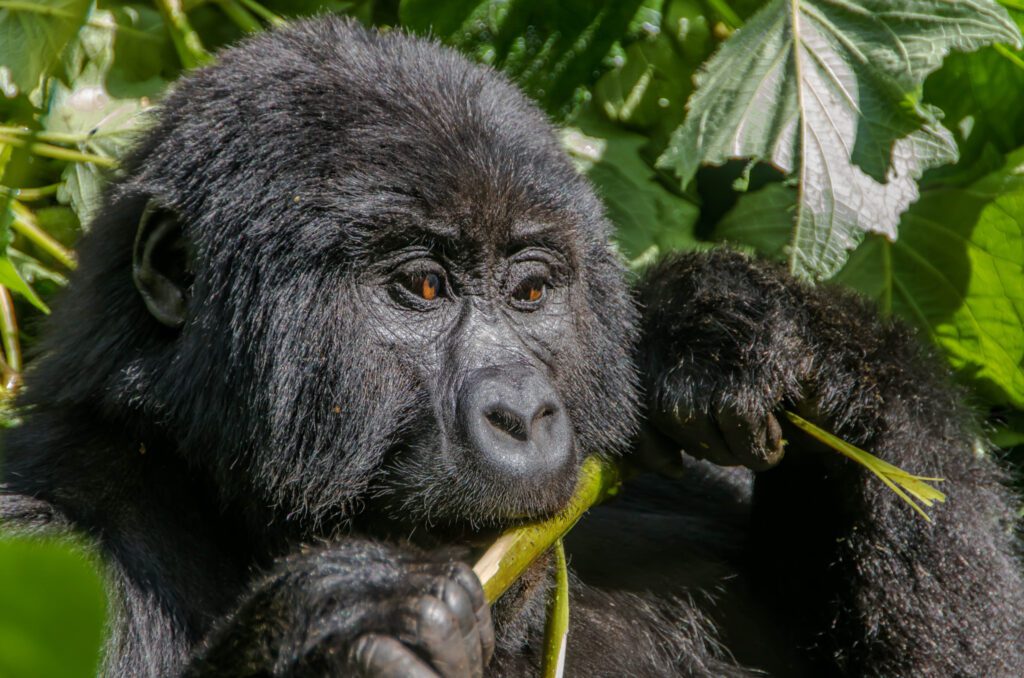 Uganda gorilla trekking safaris