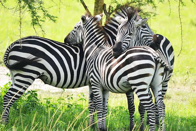 Best National parks in Uganda