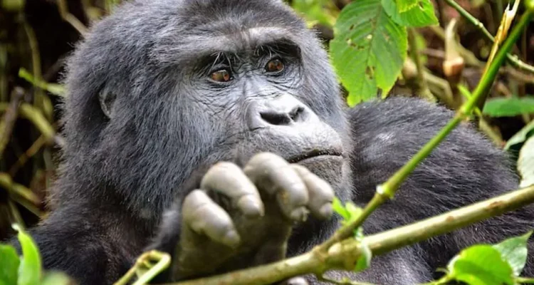 Bwindi Gorillas