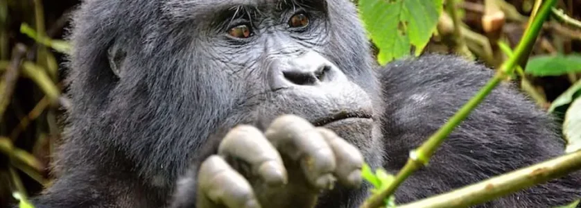 Bwindi Gorillas