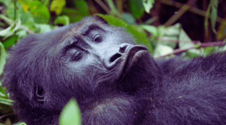A close-up of a silverback mountain gorilla sitting amidst lush green ferns in Bwindi Impenetrable Forest, Uganda, under bright, clear January sunlight.