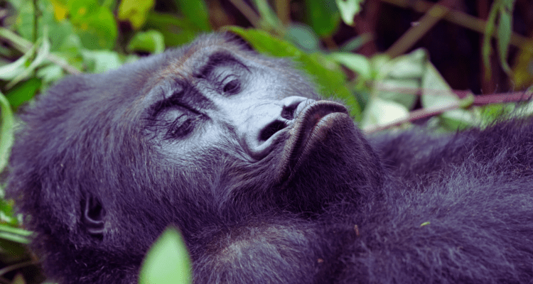 A close-up of a silverback mountain gorilla sitting amidst lush green ferns in Bwindi Impenetrable Forest, Uganda, under bright, clear January sunlight.