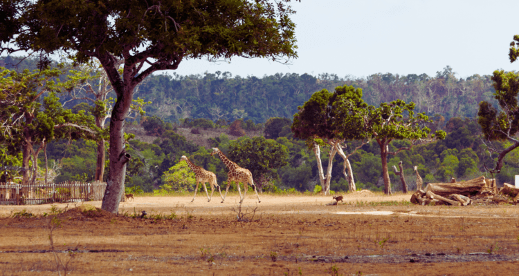 A majestic silverback mountain gorilla sitting in the lush greenery of Volcanoes National Park, Rwanda.