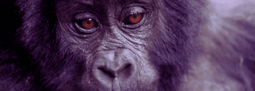 A mountain gorilla peeking through dense green foliage in Bwindi Impenetrable Forest, Uganda, during a guided trekking safari.