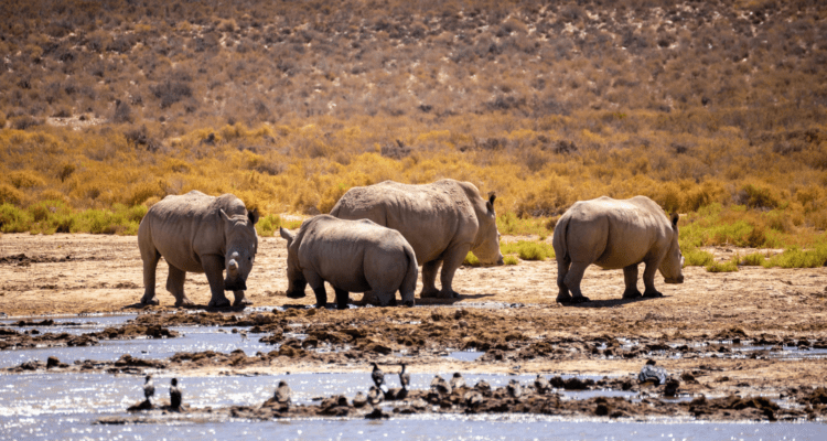 A wide-angle view of the lush, green Virunga Mountains in Rwanda shrouded in morning mist under a soft blue sky.