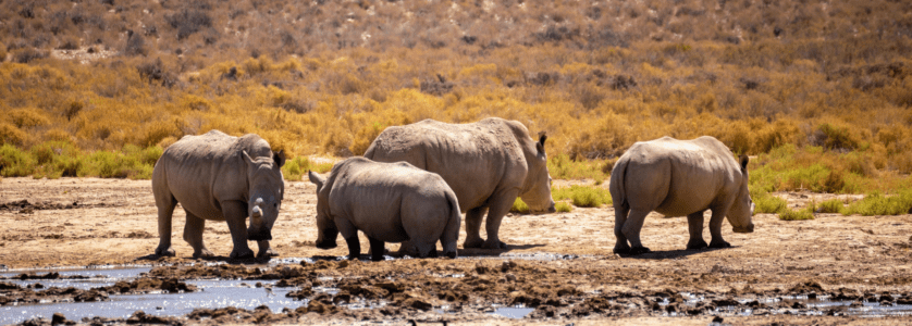 A wide-angle view of the lush, green Virunga Mountains in Rwanda shrouded in morning mist under a soft blue sky.