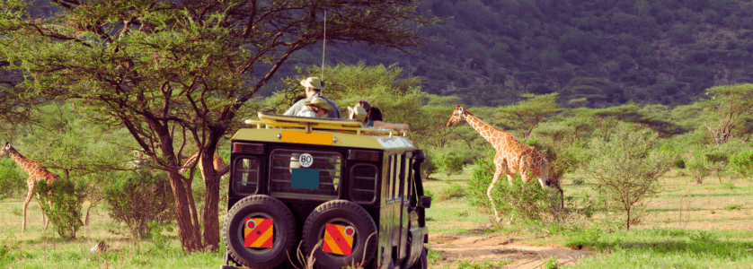 A family of endangered mountain gorillas in the misty Bwindi Impenetrable Forest, Uganda.