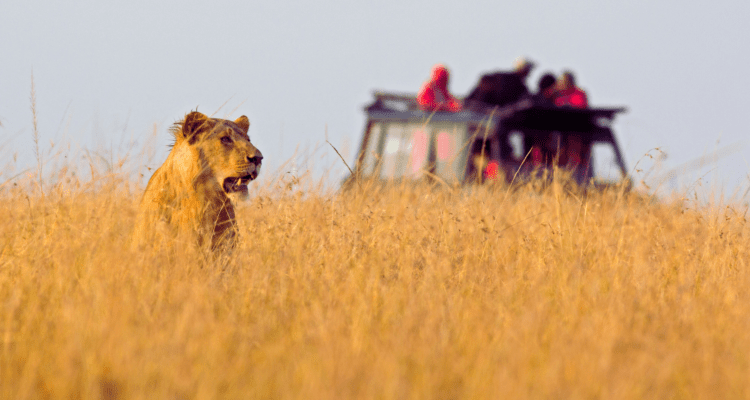 Authentic Uganda Tours & Safaris: Explore the Pearl of Africa