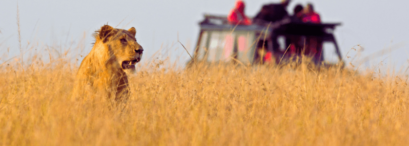 Authentic Uganda Tours & Safaris: Explore the Pearl of Africa