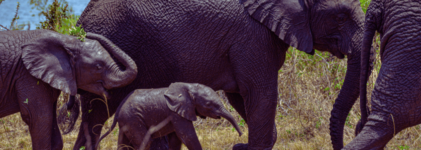 A close-up of a mountain gorilla sitting in the lush green foliage of Volcanoes National Park, Rwanda.