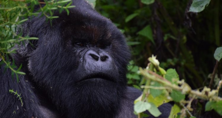 Silverback